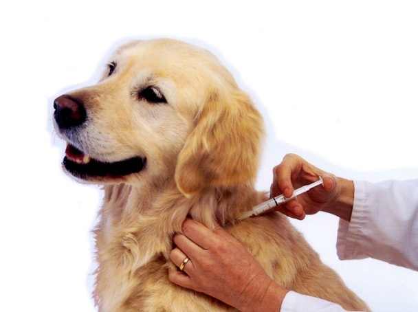 Vaccinarea si deparazitarea cainilor